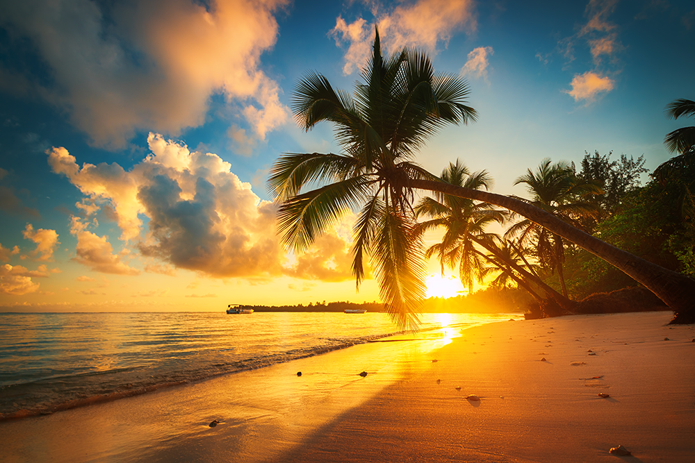 Palm Tree Sunrise